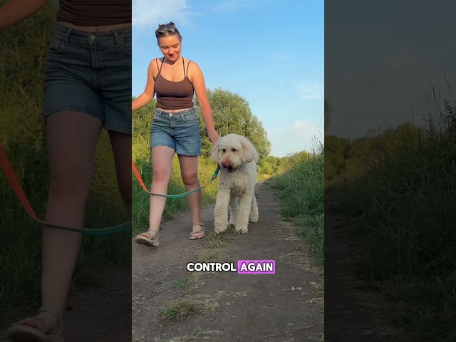Vídeo relacionado con BullyBillows Correa giratoria antienredos para Perros de Combate | Mango Acolchado para Paseos más fáciles | Correa de Perro antienredos y Probada a presión |Caqui