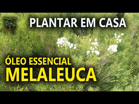 , title : 'Melaleuca Corte para uso em Óleo Essencial no Sítio das Melaleucas'