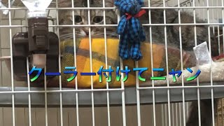 しっぽをフリフリしながら何かアピールしているゆめちゃん🐱 Yumechan, who appeals for something while frustrating his tail