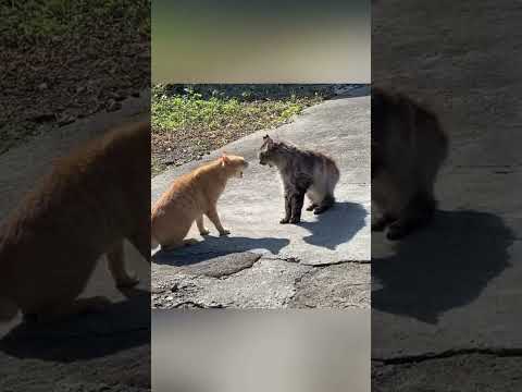 Funny cat video funny animals videos pets funny #funnycat #funnyanimals #cutecat #cats #funnypets