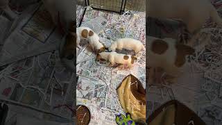 Video preview image #1 Jack Russell Terrier-Siberian Husky Mix Puppy For Sale in Pottstown, PA, USA