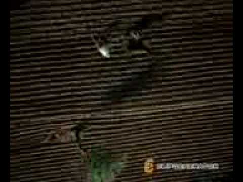 Brazil Xvid