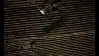 Brazil xvid