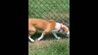 Video preview image #1 Australian Shepherd-Unknown Mix Puppy For Sale in Wakefield, RI, USA