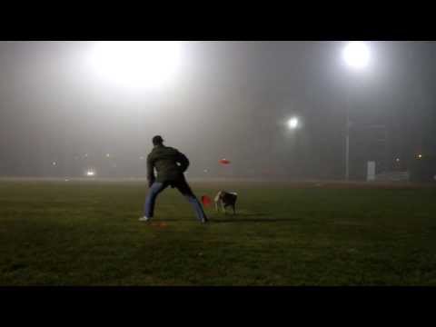 Wallace the Pit Bull - Last Frisbee Catch Caught on Film