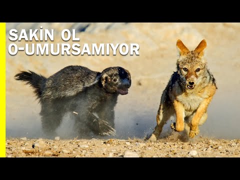 Honey Badger: The World's Most Fearless Animal