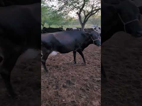 vaca de 30 litros a venda na região de Alagoinhas (Bahia) 75 998672669
