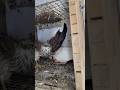 Eagle Kabutar Le Eagle Attack On Pigeon Shorts Viral Ytshorts
