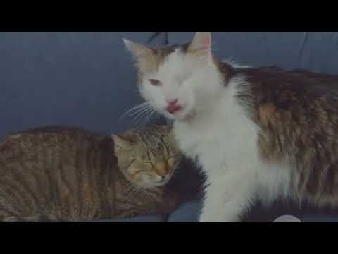 Why Do Cats Bury their Poops I Weird Cats Behavior