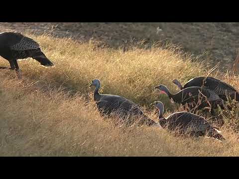 image-Can you feed wild turkeys in Michigan?