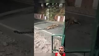 Cachorro Vira Lanche de Leopardo na Índia! 🐕🐆😱
