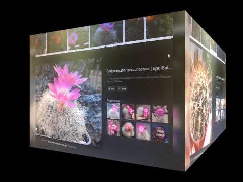 Succulent Ornamentals