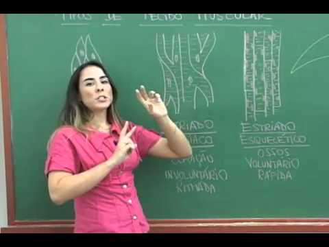 G1 - Aprenda os diferentes tipos de tecido muscular