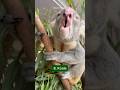 Weirdest Animal Noises Shorts