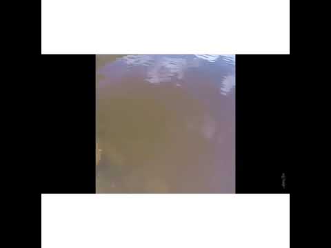 6 inch Game Changer fly swim test