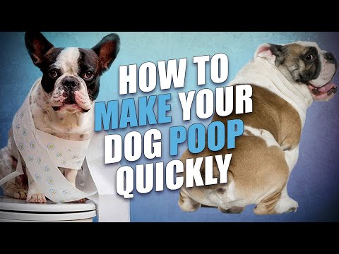 How to Make a Dog Poop Quickly - 5 Actionable Tips