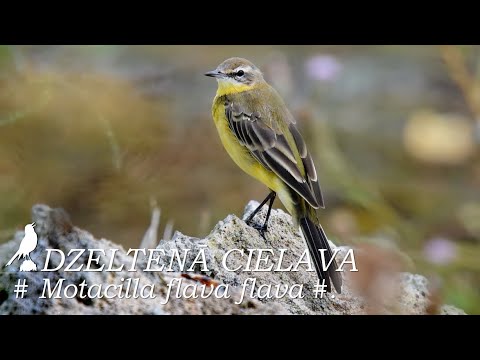 Putni / Birds : DZELTENĀ CIELAVA /Motacilla flava flava/.