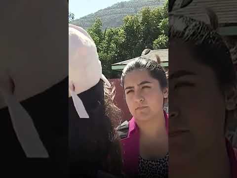 Niña de 7 años falleció por Hantavirus | 24 Horas TVN Chile