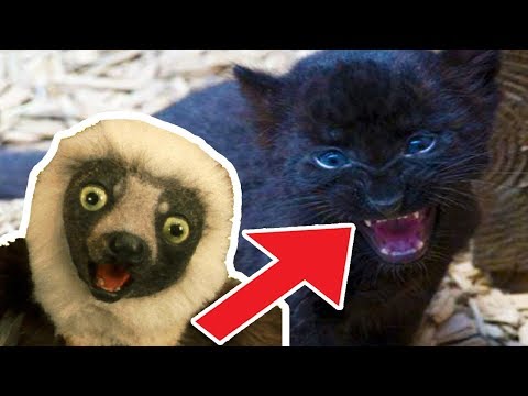 🐒 Zoboomafoo | 2 Hour Compilation |  Full Episode | Cartoons for kids