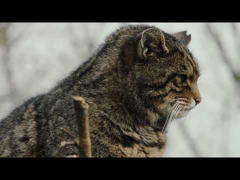 download lagu mp3 mp4 Scottish Highlands Cat, download lagu Scottish Highlands Cat gratis, unduh video klip Scottish Highlands Cat