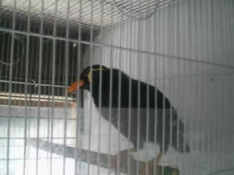 download lagu mp3 mp4 Common Hill Mynah For Sale, download lagu Common Hill Mynah For Sale gratis, unduh video klip Common Hill Mynah For Sale