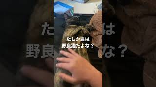 野良猫は大変