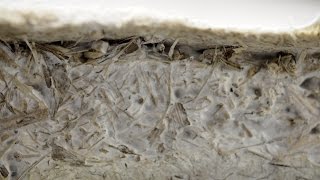 Mycelium Grown Building Materials