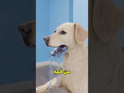 الكلب ياكل المويه ما يشربها 😱 #shortvideo