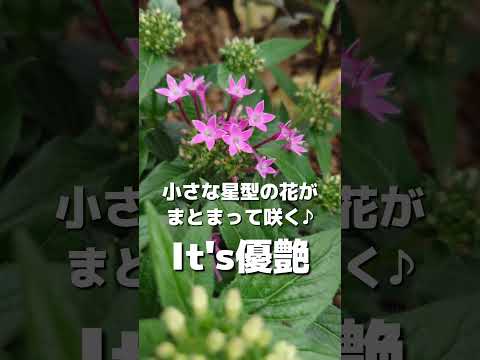 夏の間ずっと緑豊かな庭に適した、熱波に強い植物はどれですか?干ばつと暑さを笑う10の品種  庭園
