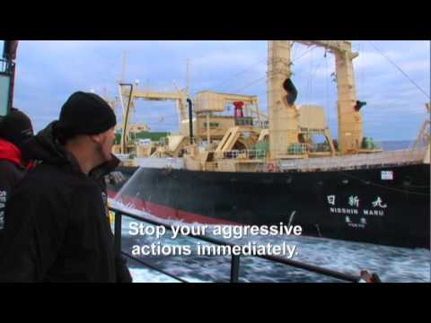 Whale Wars: Best of Series 1: First Attack on the Mothership