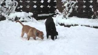 Last Night It Snowed