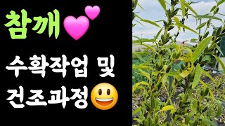 텃밭, 참깨 ???? 수확작업 및 건조과정???? 고추지줏대 쉽게 뽑는 방법?