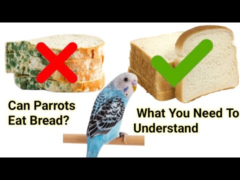 can parrots Eat bread?what you need to Understand Australian birds