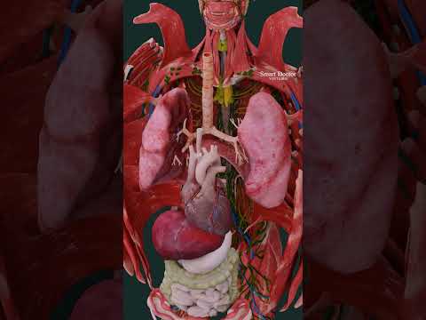 Your beating heart up close 🫀✨