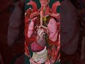 Your Beating Heart Up Close