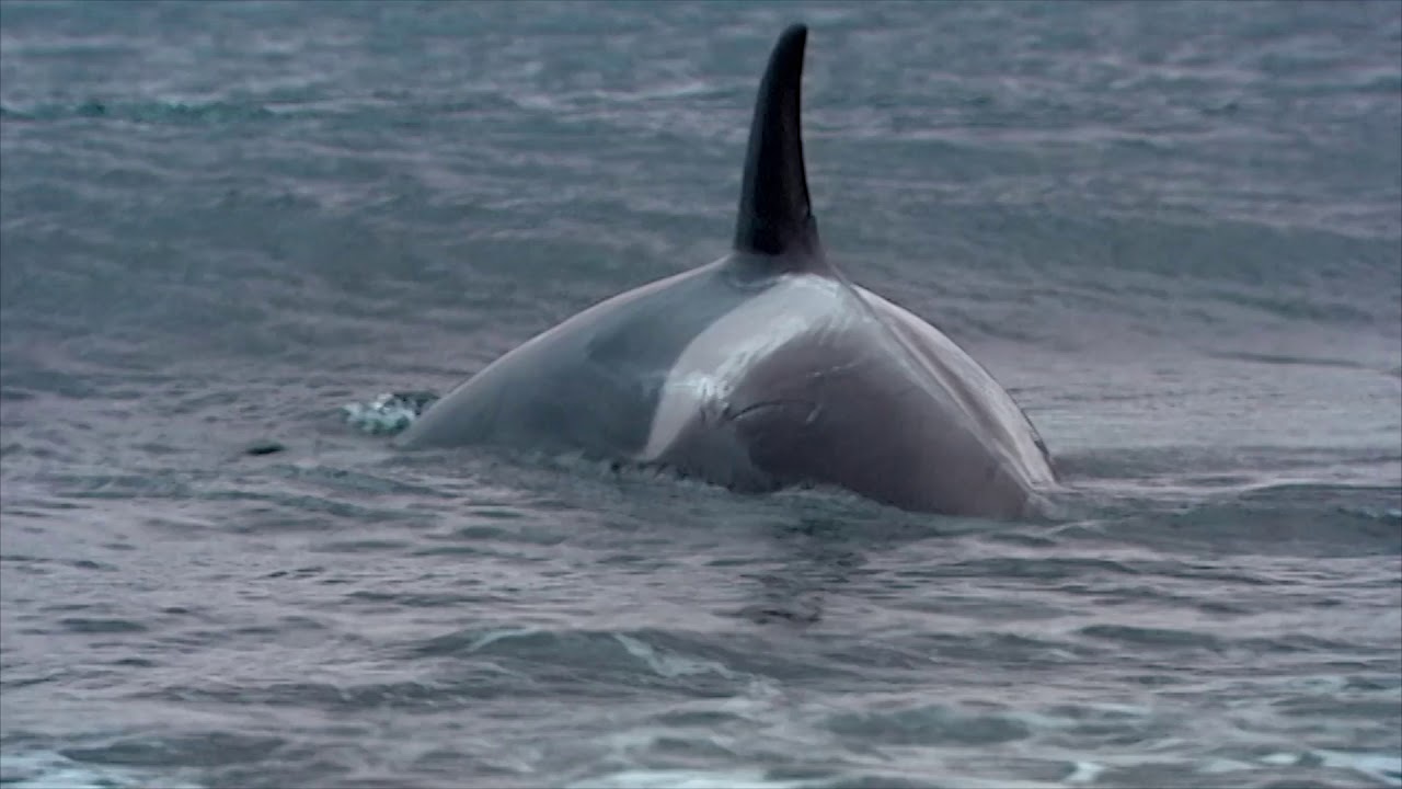 Orca swims too close to shore and gets beached