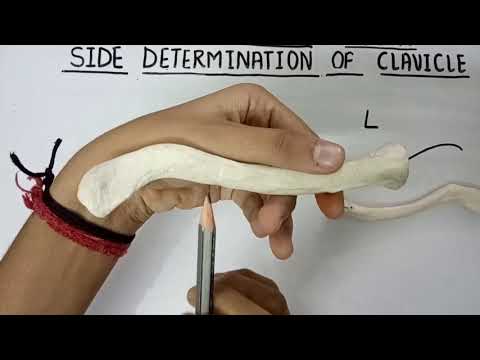 Clavicle side determination