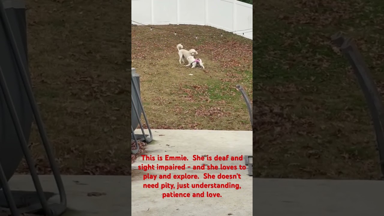 Enlarge Emmie, a Adoptable Australian Shepherd in Alexandria, VA video 2/6