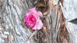 What have you got to lose. by Third day