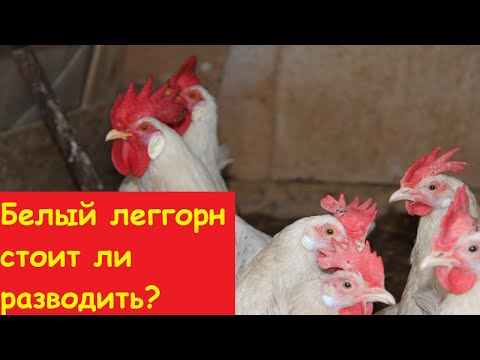 , title : 'Куры белый леггорн стоит ли разводить? Секреты разведения.'