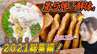 【閲覧注意】ニホンミツバチの巣箱を解体したら白い謎の生命体がうじゃうじゃ...【2021総集編】