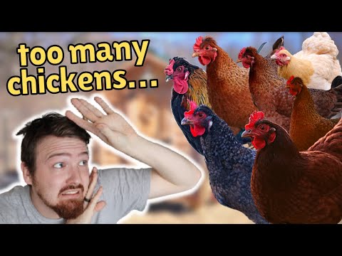 How Many CHICKENS is too many CHICKENS?