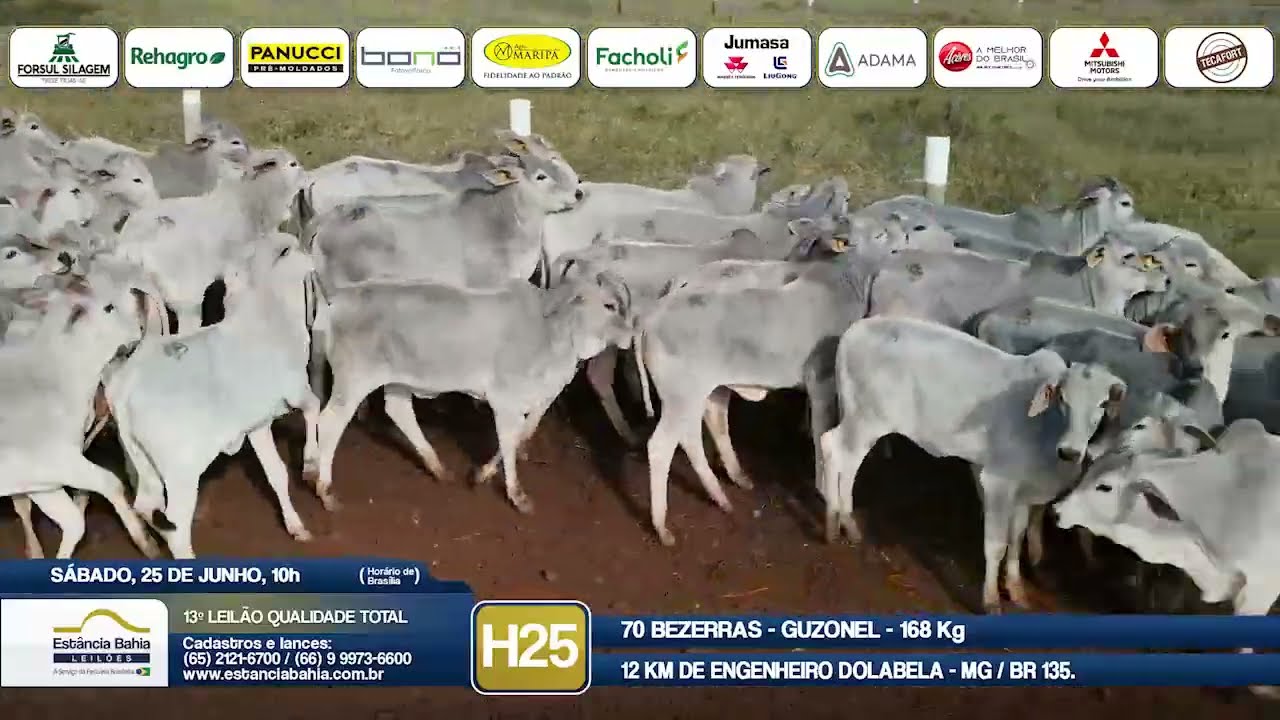 Vídeo LOTE H25 - 13º Leilão Qualidade Total 2022