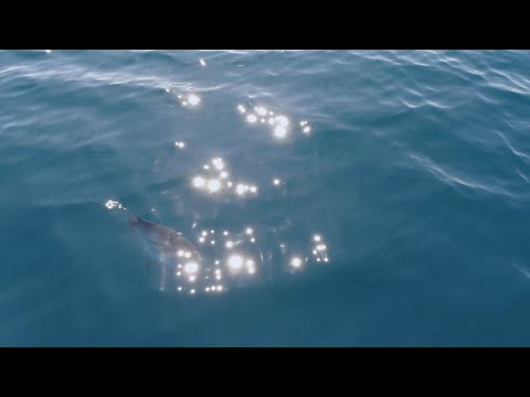 Poissons-lunes au large de Monaco