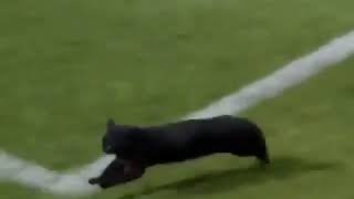 Download lagu Kucing mencetak gol // Soccer cat mp3 Download lagu Kucing mencetak gol // Soccer cat mp3