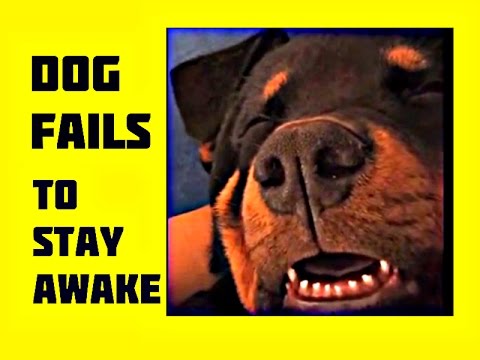 Extremely sleepy dog struggles to stay awake, Funny animal video