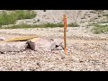 Six Flags Fiesta Texas Werewolf Gorge 2026 Updates Some New Markers For 2027 Launch Rollercoaster