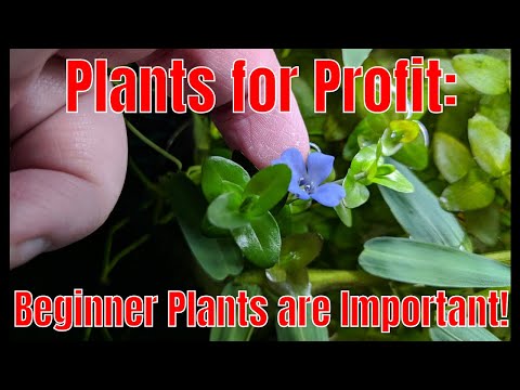Plants for Profit: The Importance of Beginner Plants