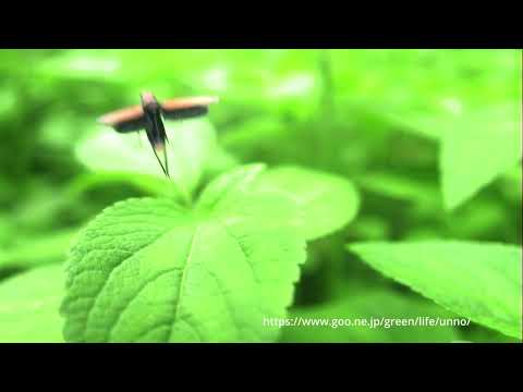 オレンジ色のツマグロオオヨコバイのジャンプ120倍スロー