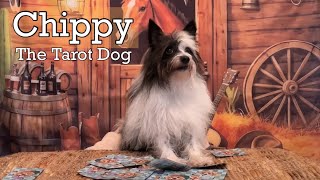 Sagittarius - Surprising WARNING For You from Chippy the Tarot Dog!!